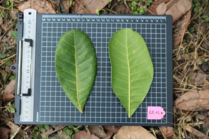 ប្រមូលធនធានពូជដំណាំស្វាយចន្ទីដើម្បីដាំអភិរក្ស តាមដាន និងអភិវឌ្ឃន៍ពូជស្វាយចន្ទីដែលមានសក្តានុពលទិន្នផល និងធន់ទៅនឹងបម្រែបម្រួលអាកាសធាតុ