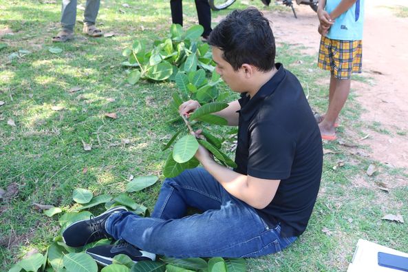 ក្រុមការងារអនុវត្តគម្រោង ASCEP នៃវិទ្យាស្រាវជ្រាវនិងអភិវឌ្ឍន៍កសិកម្មកម្ពុជាបានចុះប្រមូលត្រួយពូជស្វាយចន្ទីនៅក្នុងខេត្តកំពង់ធំ