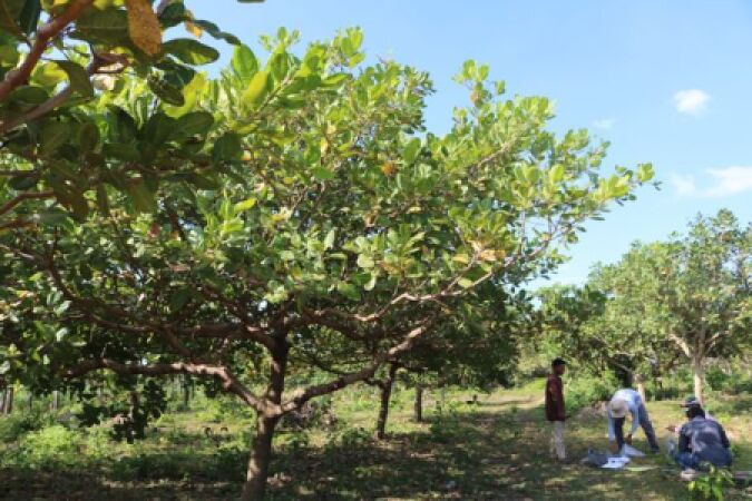 ក្រុមការងារអនុវត្តគម្រោង ASCEP នៃវិទ្យាស្រាវជ្រាវនិងអភិវឌ្ឍន៍កសិកម្មកម្ពុជាបានចុះប្រមូលត្រួយពូជស្វាយចន្ទីនៅក្នុងខេត្តព្រះវិហារ