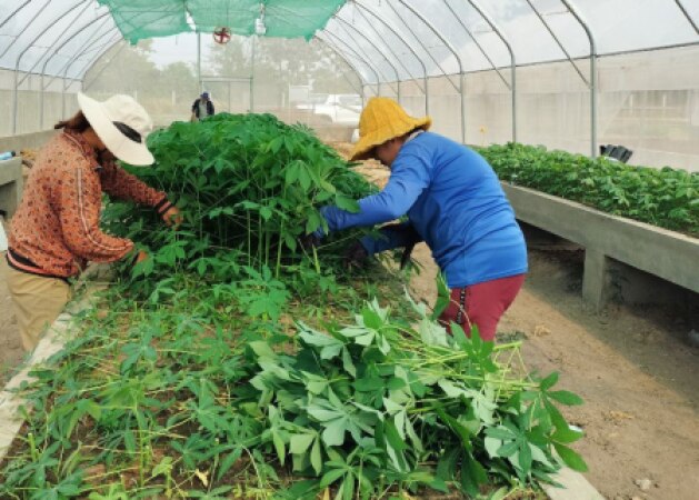 ចុះកាត់ពង្រីកស្រឡាយដំឡូងមី និងត្រួតពិនិត្យ ការងារចម្ការអភិរក្សនៅក្នុងស្ថានីយស្រាវជ្រាវ និងអភិវឌ្ឃន៍កសិកម្មកោះកេរ្ដិ៍ ក្នុងខេត្តព្រះវិហារ