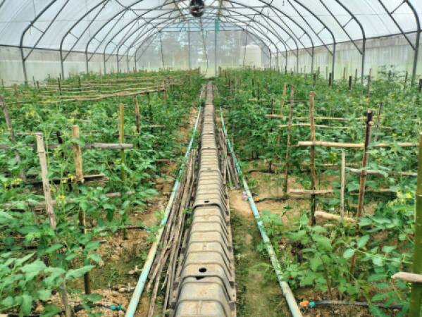 ចុះត្រួតពិនិត្យការងារនៅក្នុងផ្ទះសំណាញ់ និងចម្ការអភិរក្សនៅក្នុងស្ថានីយស្រាវជ្រាវ និងអភិវឌ្ឃន៍កសិកម្មកោះកេរ្ដិ៍ ក្នុងខេត្តព្រះវិហារ