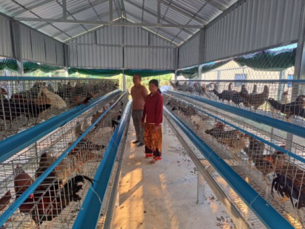 ចុះត្រួតពិនិត្យ និងវាយតម្លៃការដាក់មាន់ ចំណី ថ្នាំវ៉ាក់សាំង និងចុះកិច្ចសន្យាជាមួយអ្នកថែមាន់ ក្រោមគម្រោងប្រកួតប្រជែងខ្សែច្រវ៉ាក់តម្លៃនិងលើកកម្ពស់សុវត្ថិភាពកសិកម្ម (ACSEP) ក្នុងខេត្តឧត្តរមានជ័យ