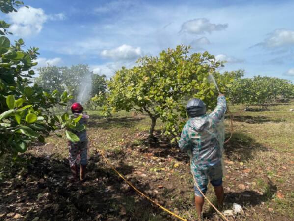 ចុះចងក្រងវីឌីអូឯកសារដំណាំស្វាយចន្ទី (សកម្មភាពបាញ់ថ្នាំបំប៉នត្រួយស្វាយ) របស់សមាជិកសហគមន៍កសិកម្មស្ទឹងត្រង់សែនជ័យ