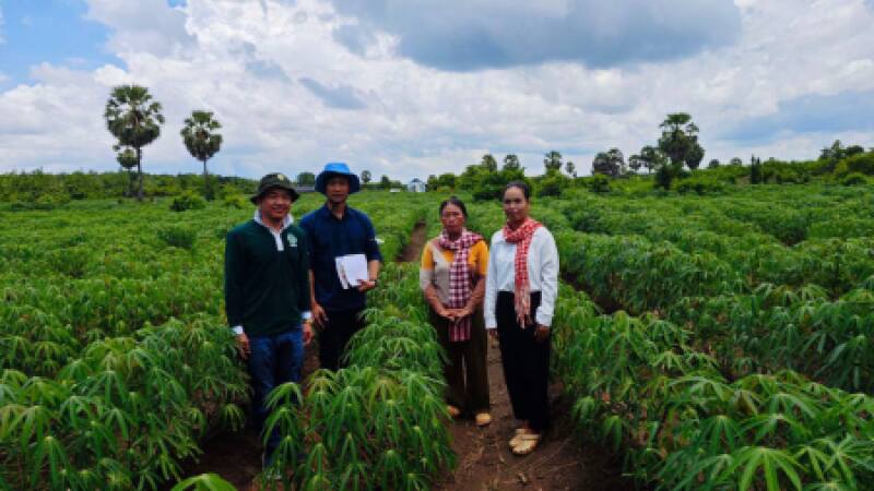 ចងក្រងវីឌីអូឯកសារដំណាំដំឡូងមី របស់សមាជិកសហគមន៍កសិកម្មអភិរក្សពញ្ញាក្រែកតំបែរ ដែលទទួលបានឥណទានពីធនាគារ ARDB តាមរយៈគម្រោង ACSEP នៅខេត្តត្បូងឃ្មុំ